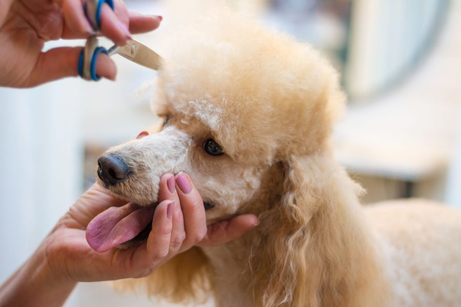 Full Grooming