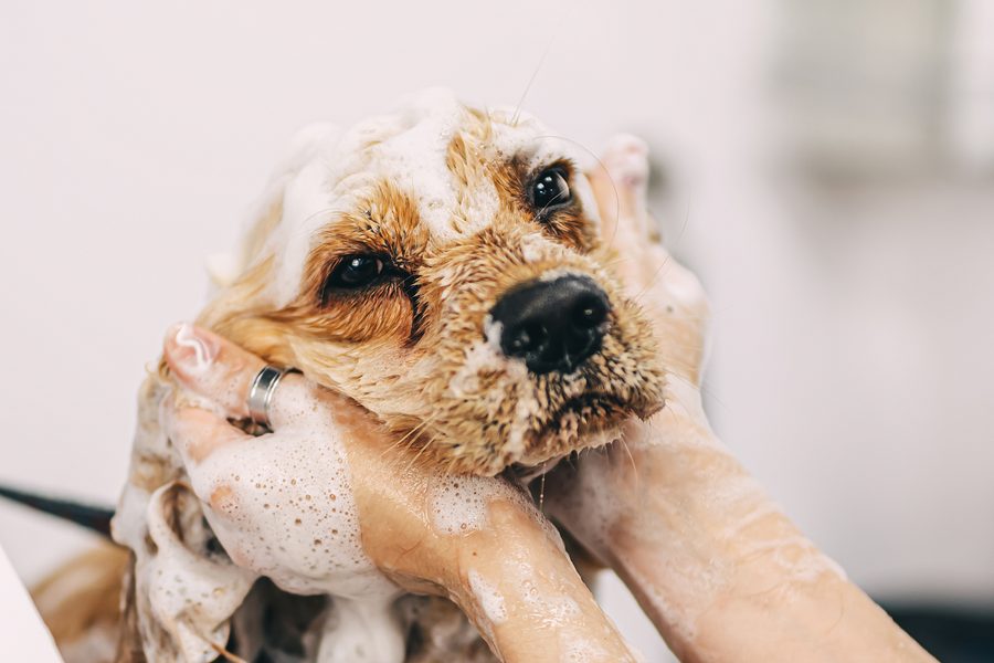 Mobile dog grooming gallery photo