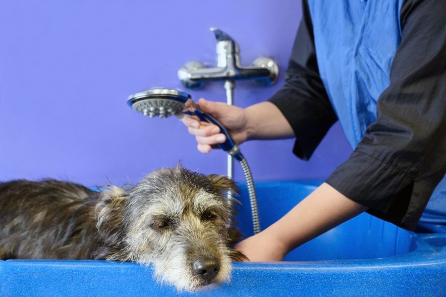 Mobile dog grooming gallery photo