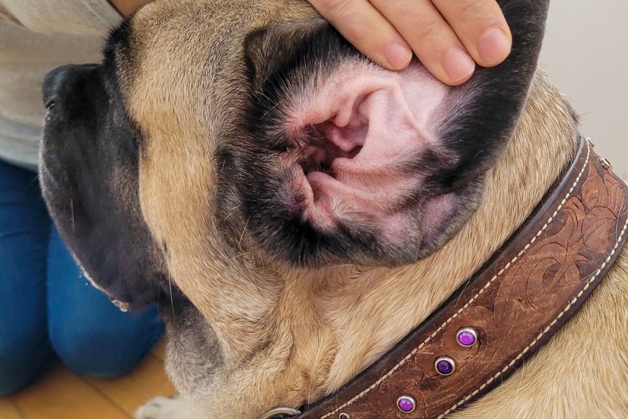 Mobile dog grooming gallery photo