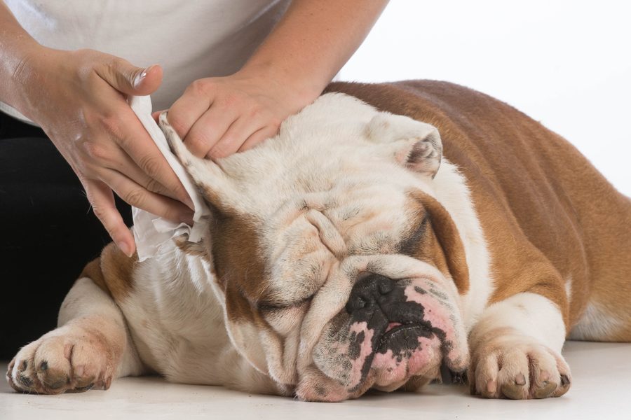 Mobile dog grooming gallery photo
