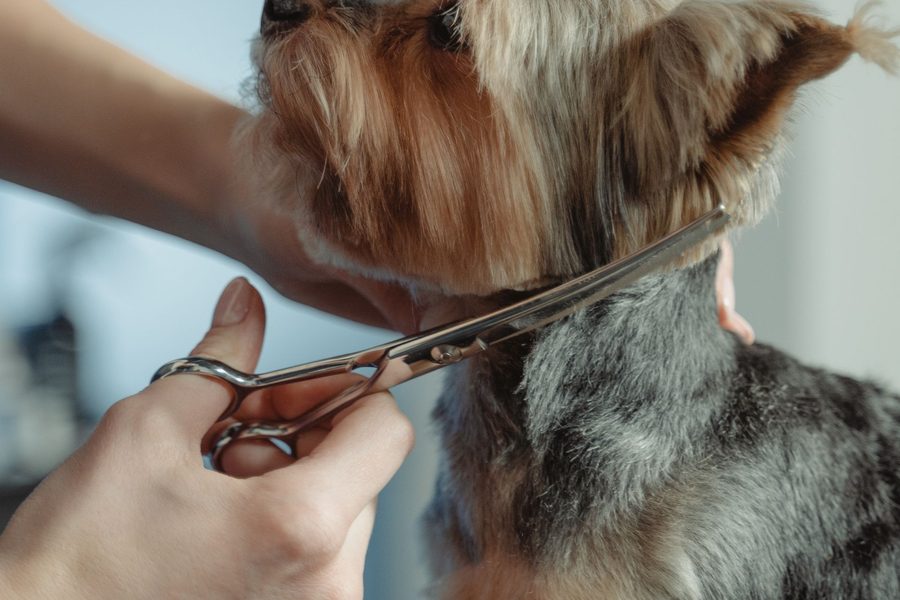 Mobile dog grooming gallery photo