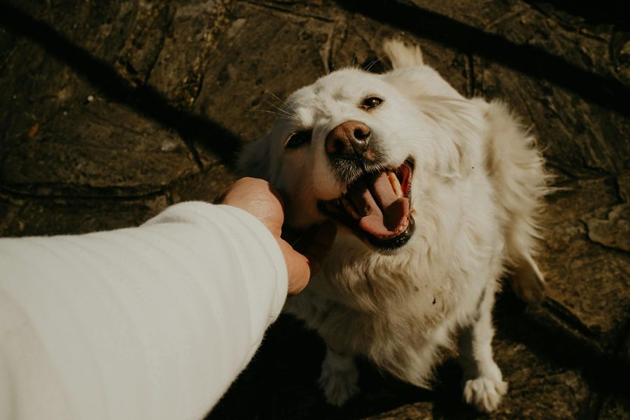 Mobile dog grooming gallery photo