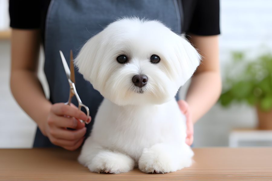 Mobile dog grooming gallery photo