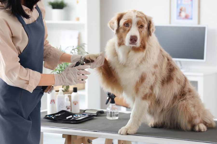 Mobile dog grooming gallery photo