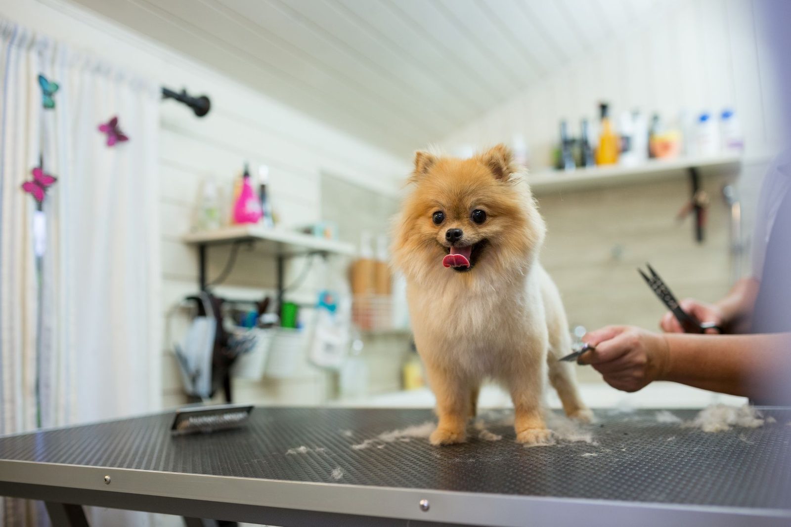 Mobile dog grooming for Georgetown dogs